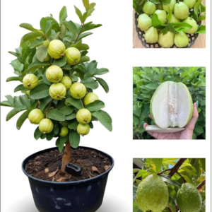 Guava Tree Bonsai