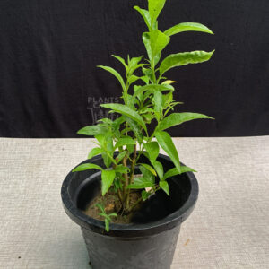 Raat Rani, Night Blooming Jasmine