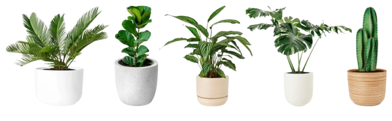five-potted-plants-various-pots-260nw-2609607707-removebg-preview