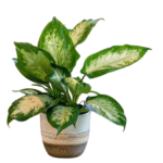 Winter Flowering Plants