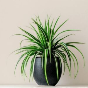 Chlorophytum, Spider Plant
