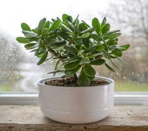 Jade Plant Sapling