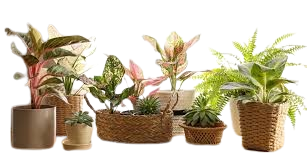 download__14_-removebg-preview